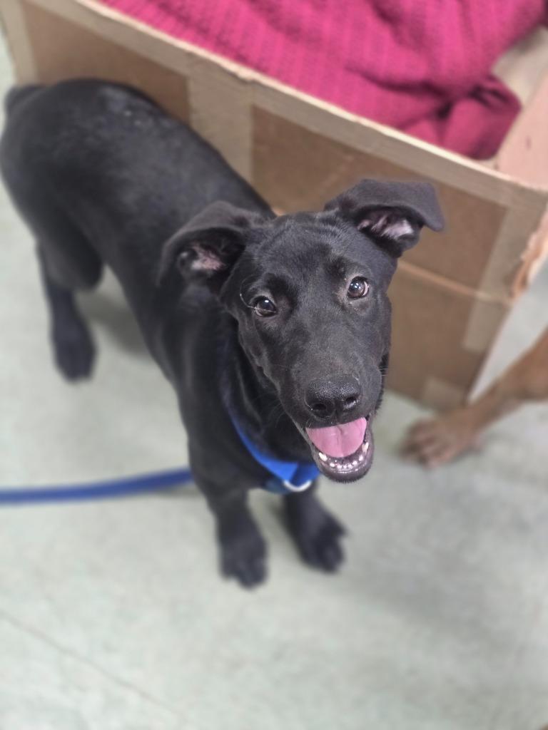 Pebbles, Adoptable, Puppy Female Mixed Breed.
