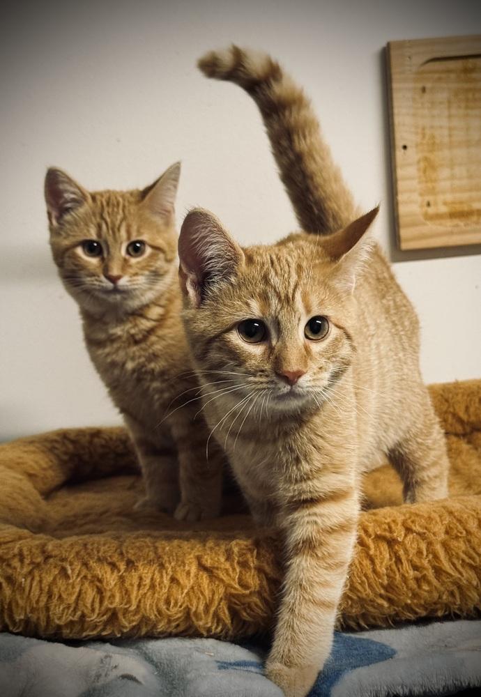 Jack, Adoptable, Kitten Male Domestic Short Hair.