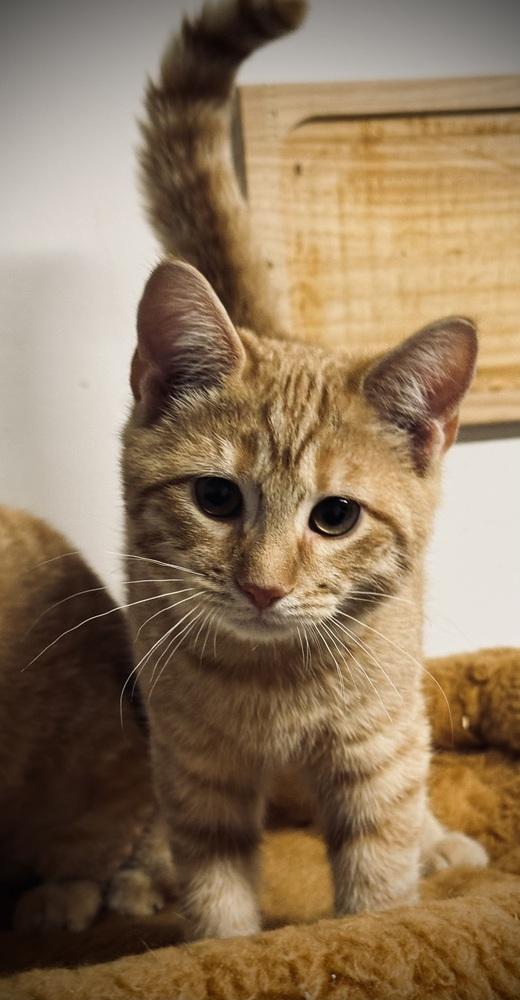 Enlarge Jack, a Adoptable mixed breed in Jackson, GA image 2/5