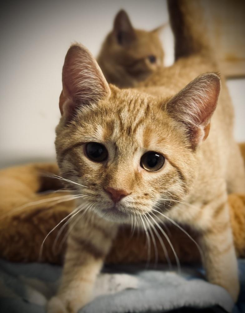 Enlarge Jack, a Adoptable mixed breed in Jackson, GA image 3/5