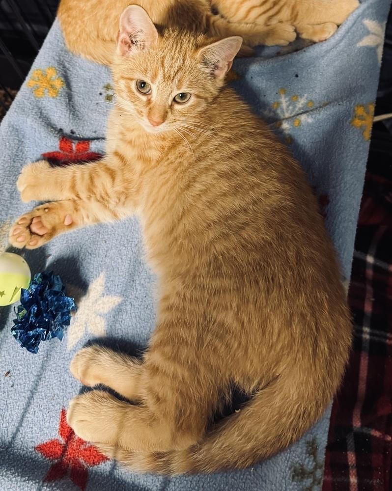 Enlarge Jack, a Adoptable mixed breed in Jackson, GA image 4/5