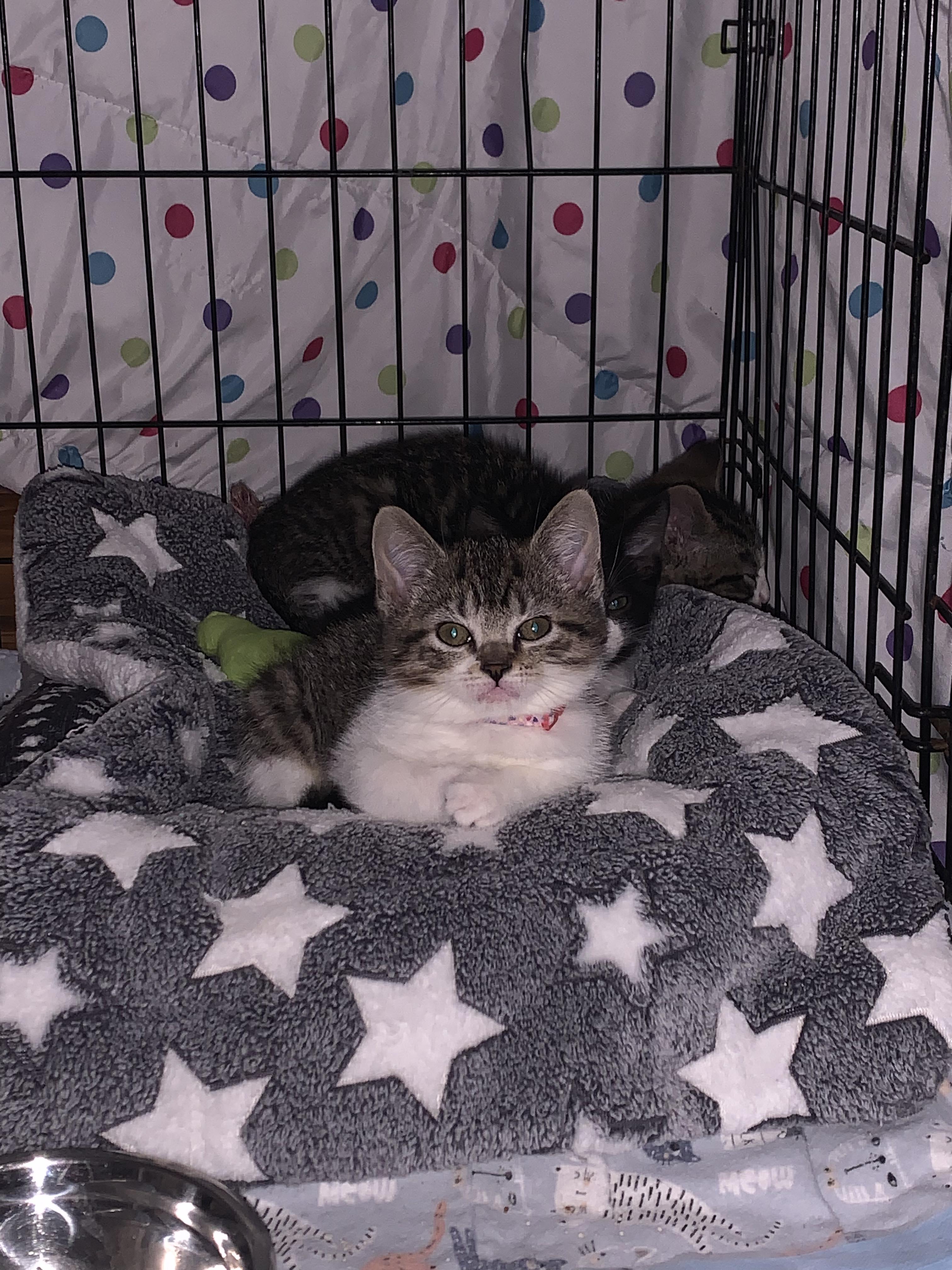 Enlarge Sugar, a Adoptable Domestic Short Hair in Tillamook, OR image 4/5