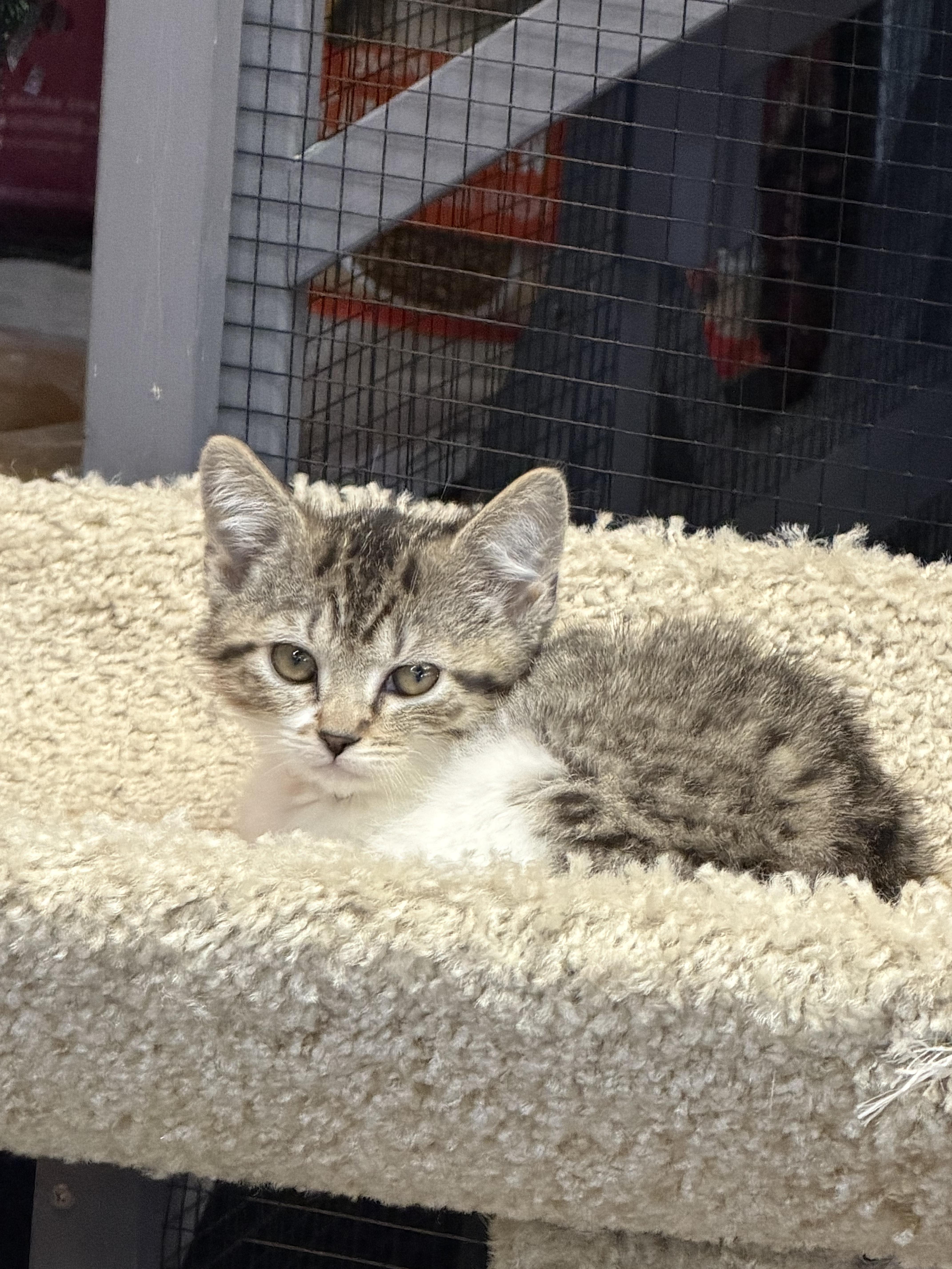 Enlarge Sugar, a Adoptable Domestic Short Hair in Tillamook, OR image 2/5