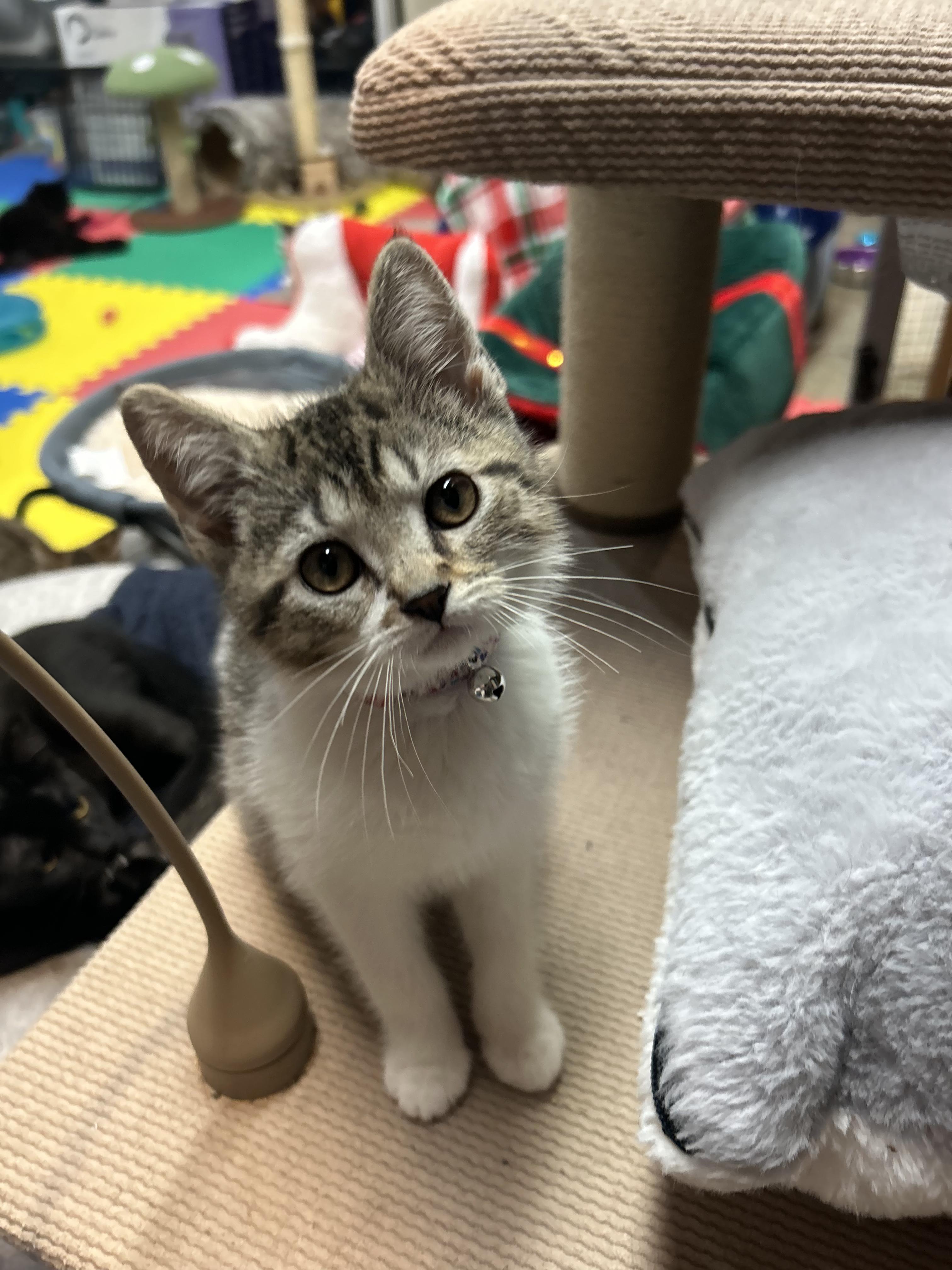 Sugar, Adoptable, Young Female Domestic Short Hair.