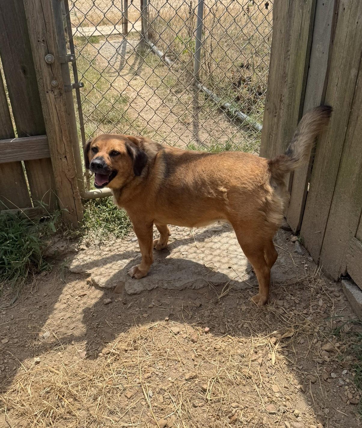 Buttercup, Adoptable, Adult Female Shepherd & Golden Retriever.