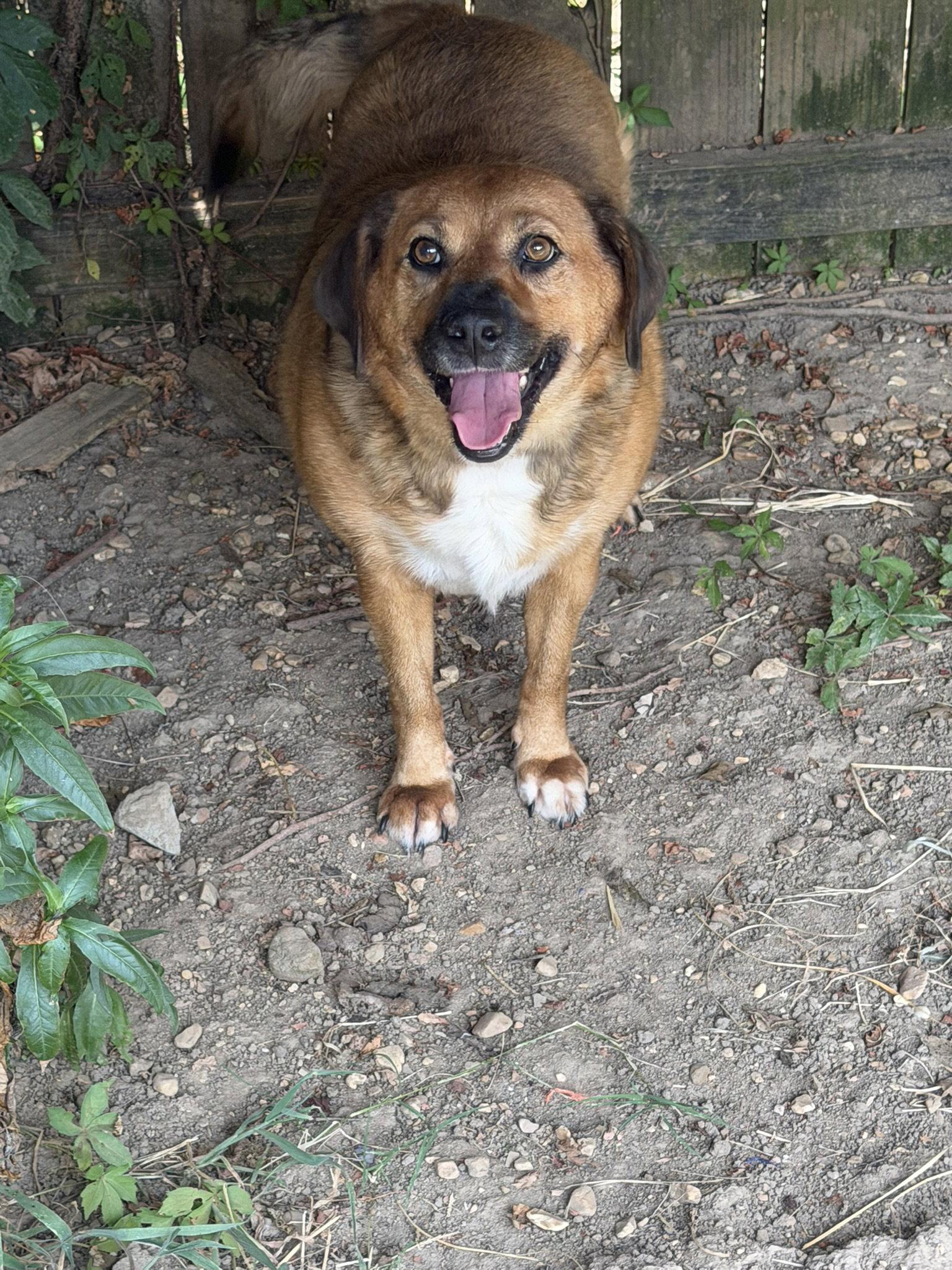 Enlarge Buttercup, a Adoptable mixed breed in Jackson, MS image 2/2