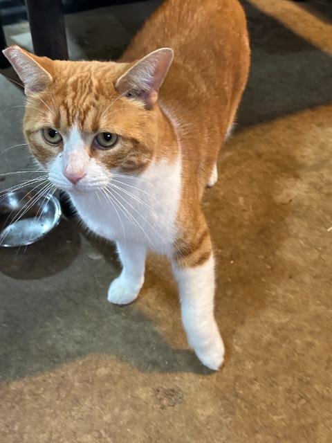 Guinness, Adoptable, Adult Female Domestic Short Hair.