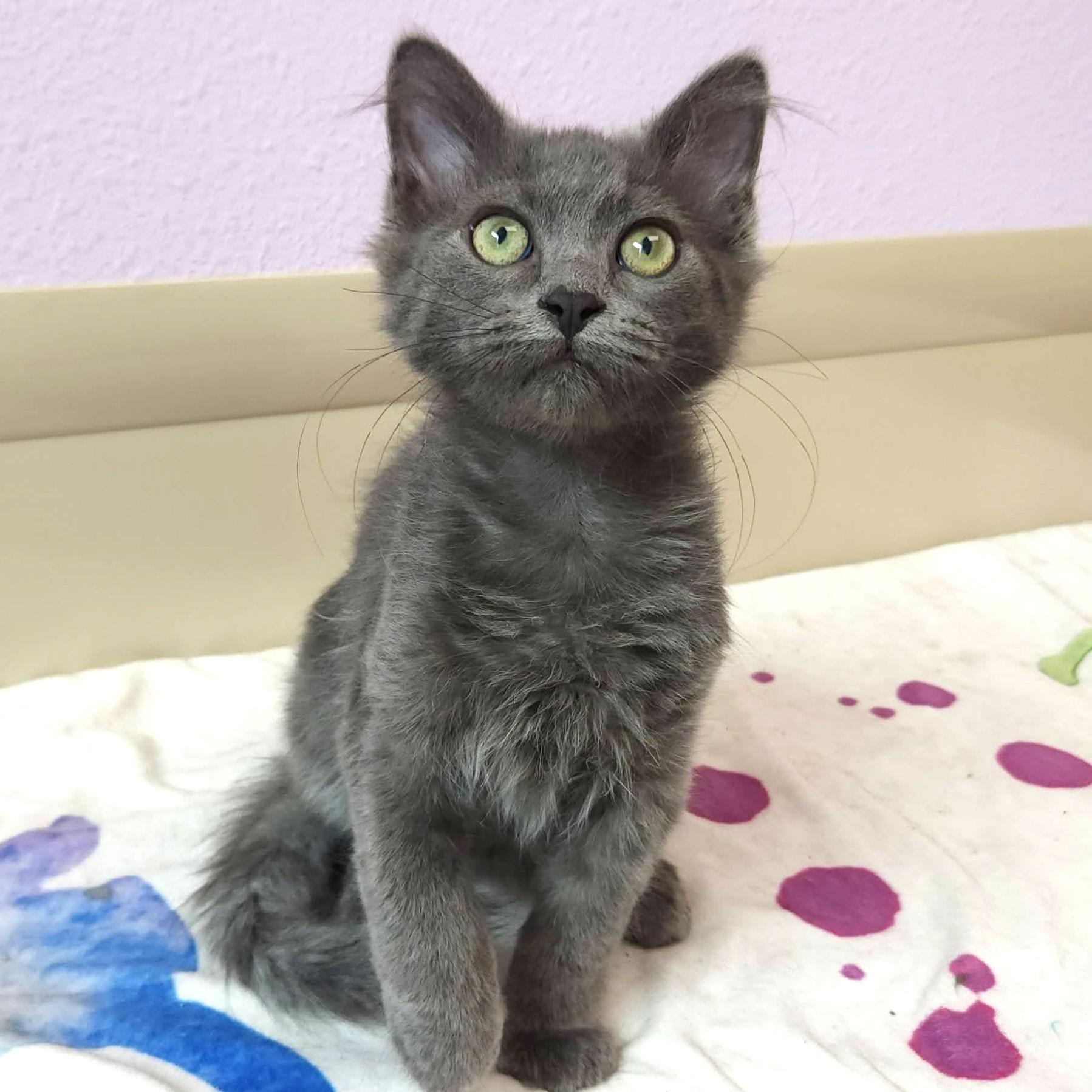 Enlarge Soldier Boy, a ADOPTABLE Domestic Medium Hair in Marshfield, WI image 3/6
