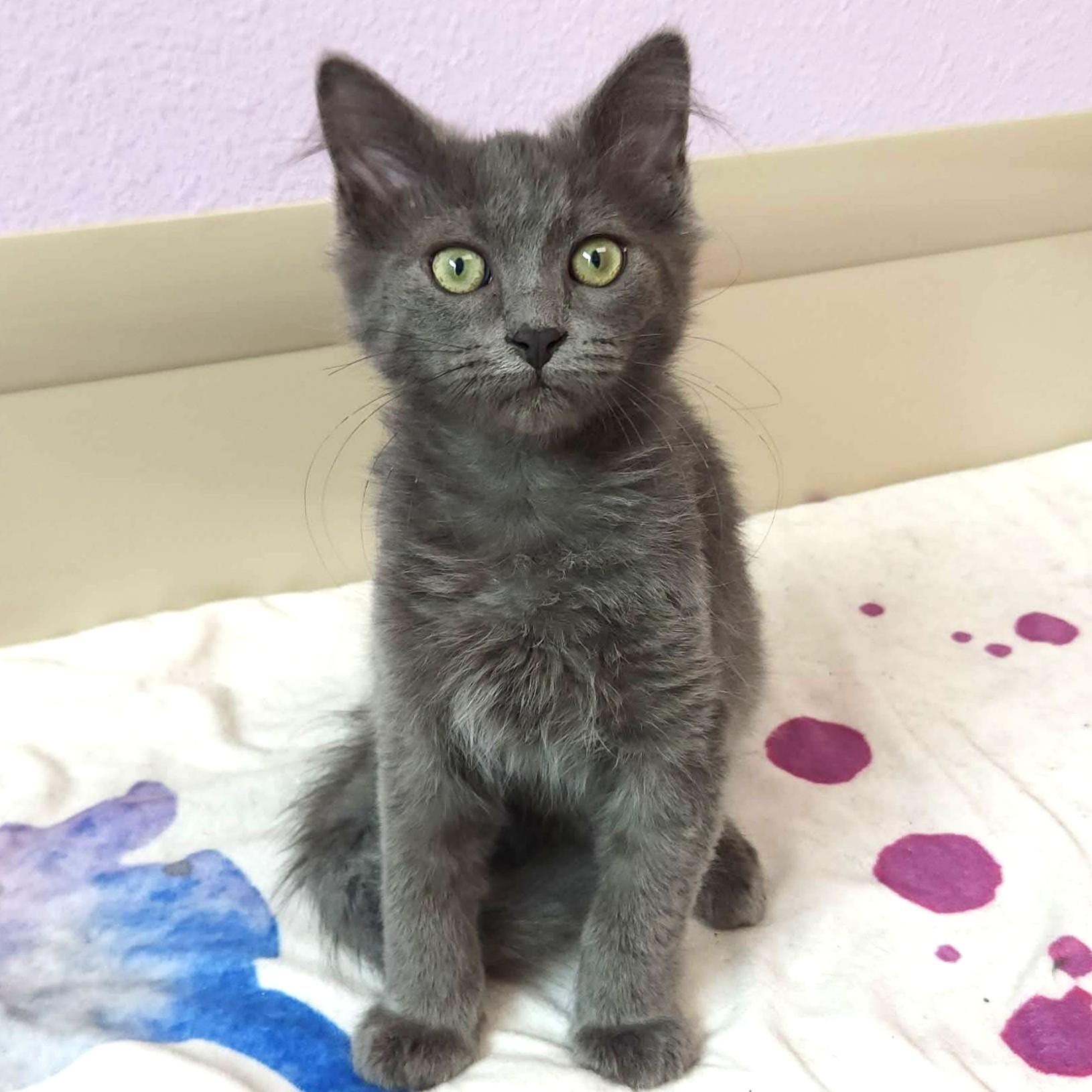 Enlarge Soldier Boy, a ADOPTABLE Domestic Medium Hair in Marshfield, WI image 4/6