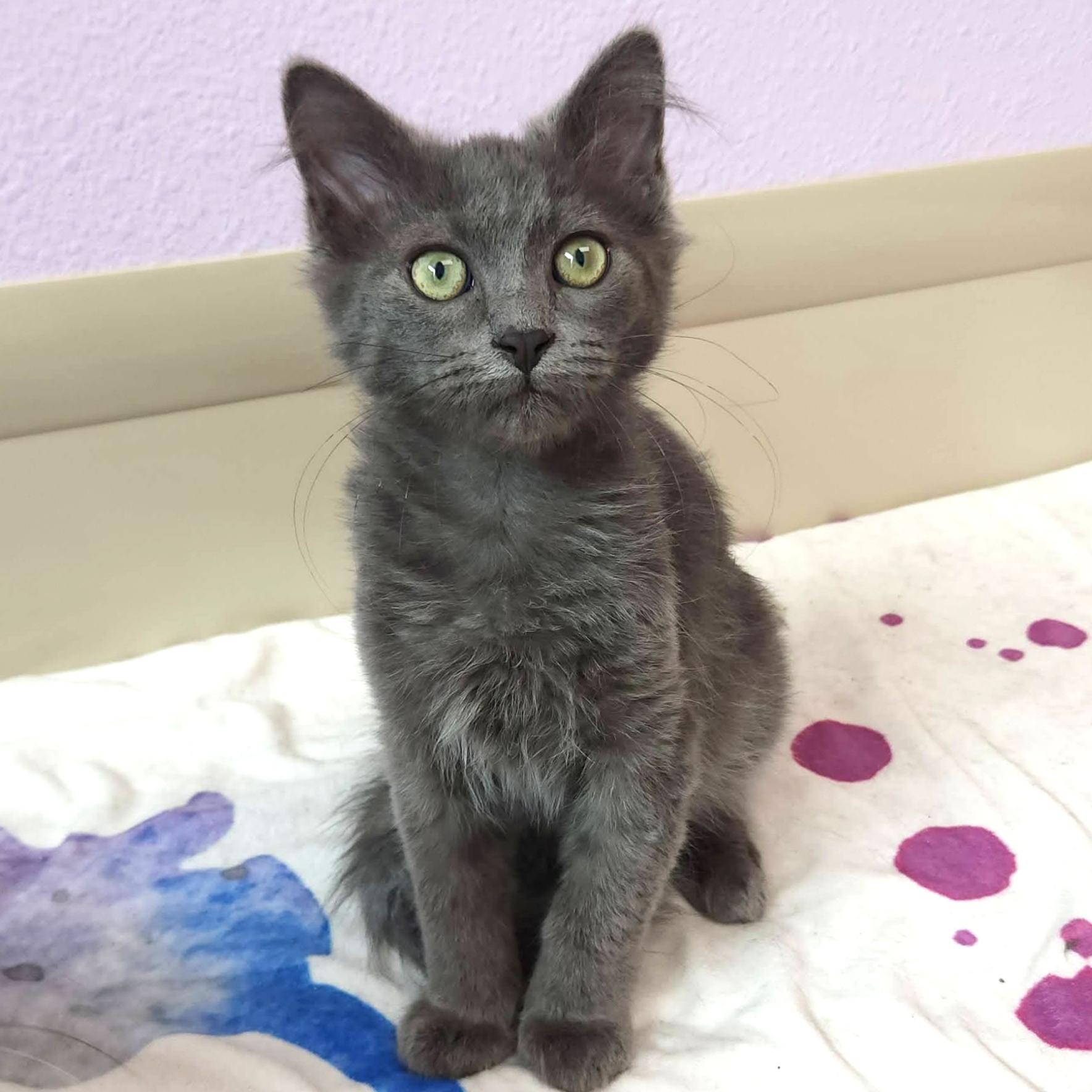 Soldier Boy, ADOPTABLE, Kitten Male Domestic Medium Hair.