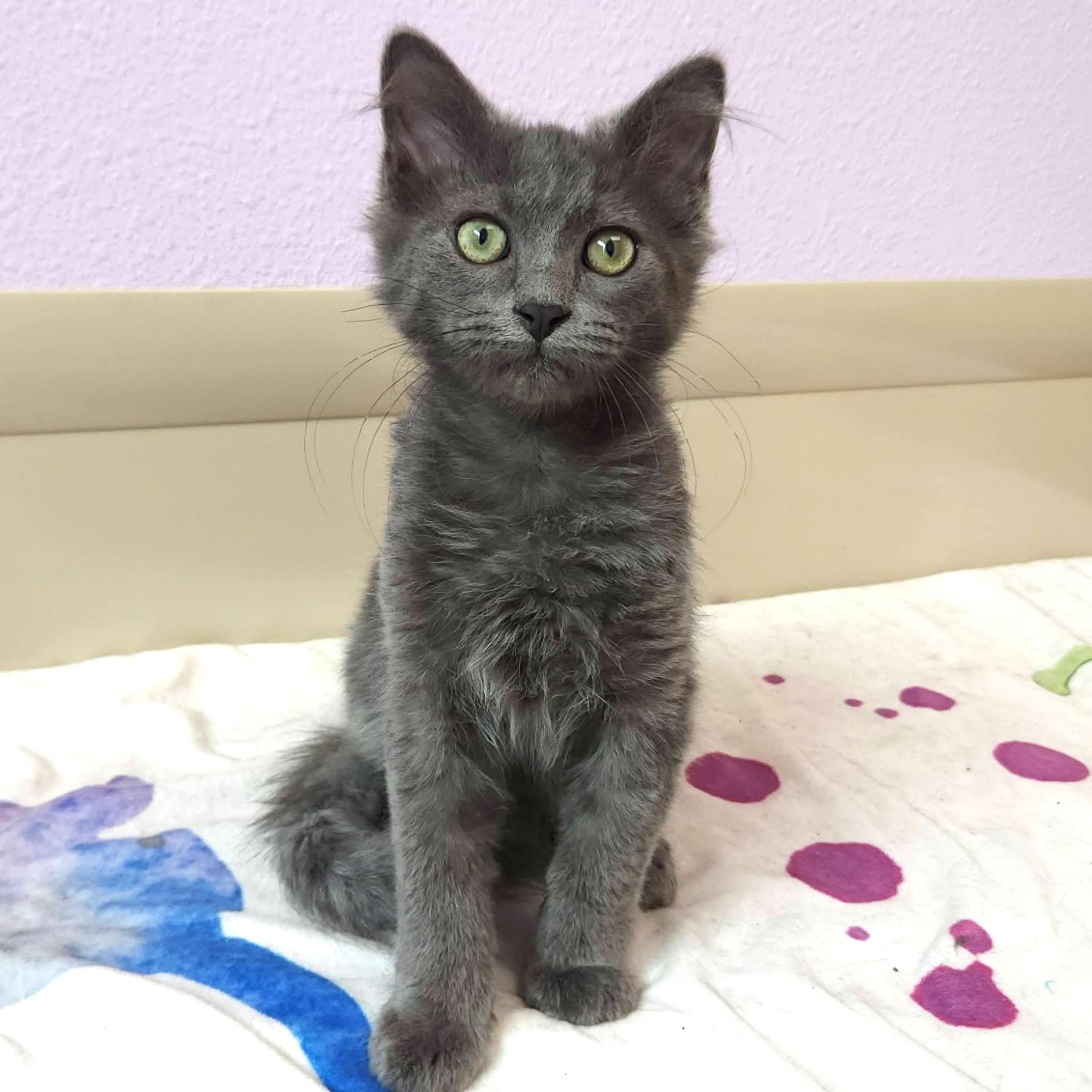 Enlarge Soldier Boy, a ADOPTABLE Domestic Medium Hair in Marshfield, WI image 2/6
