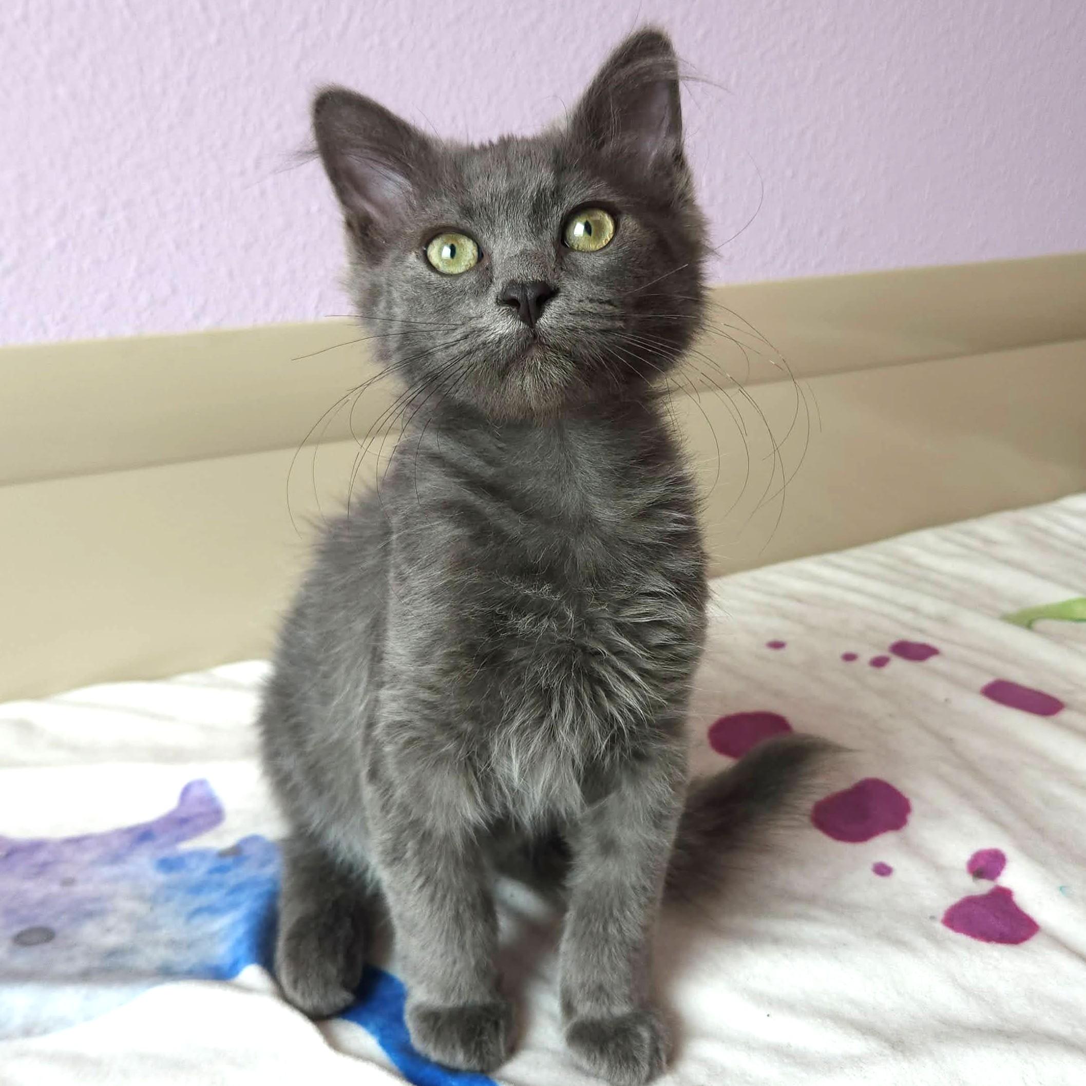 Enlarge Soldier Boy, a ADOPTABLE Domestic Medium Hair in Marshfield, WI image 5/6