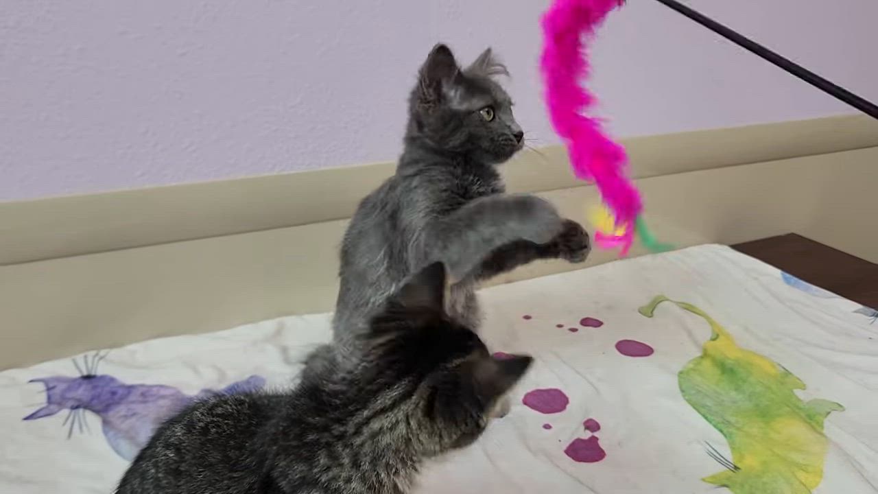 Enlarge Soldier Boy, a ADOPTABLE Domestic Medium Hair in Marshfield, WI video 6/6