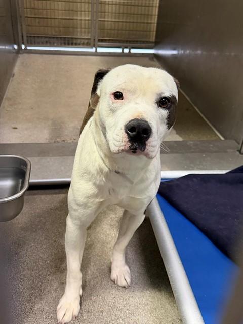 OSO, Adoptable, Adult Male Pit Bull Terrier.