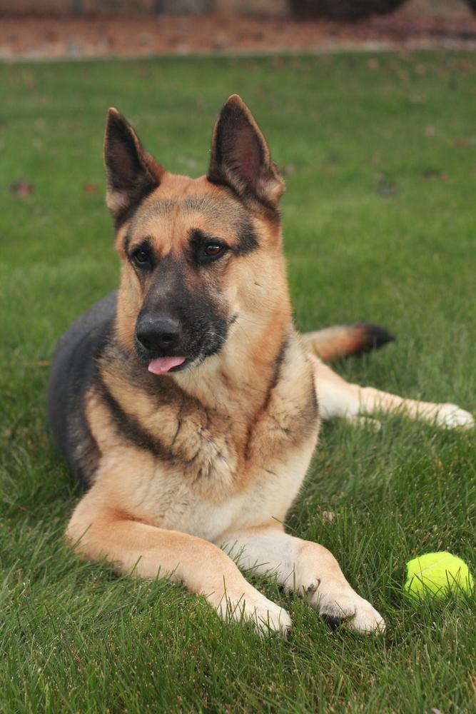 Zephyr, Adoptable, Adult Male German Shepherd Dog.