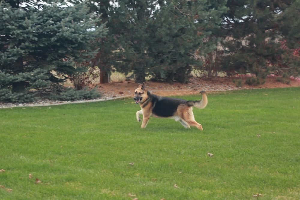 Zephyr, a Adoptable German Shepherd Dog in Rathdrum, ID image 2/6