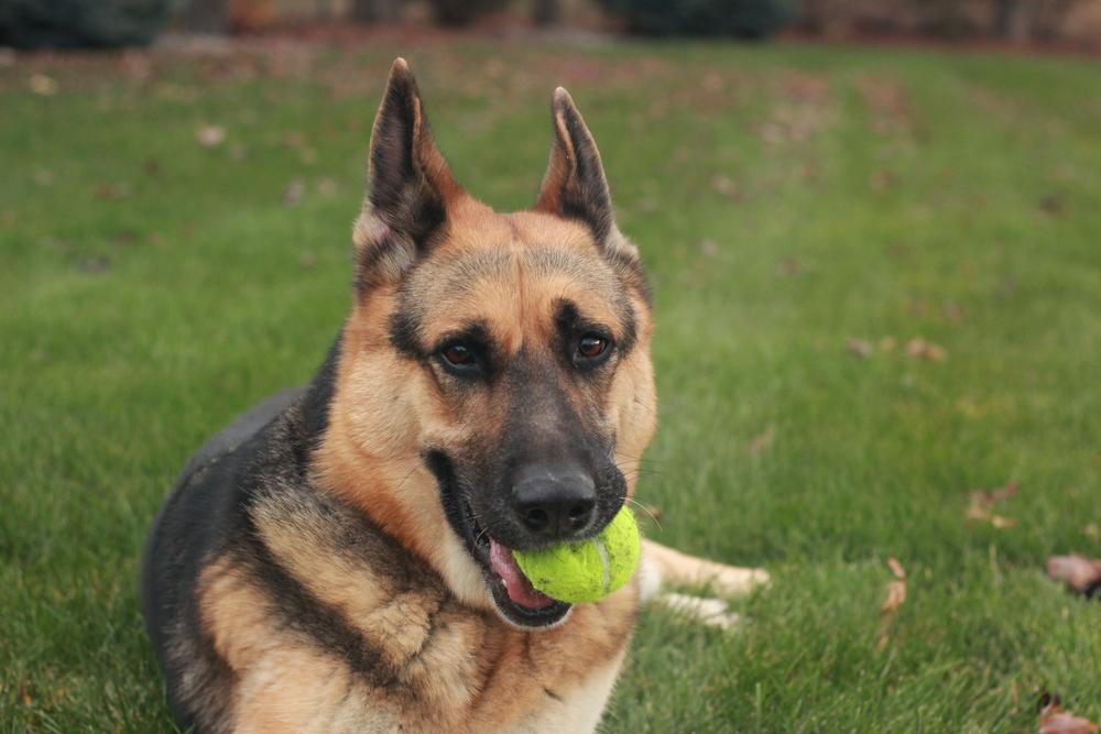 Zephyr, a Adoptable German Shepherd Dog in Rathdrum, ID image 3/6