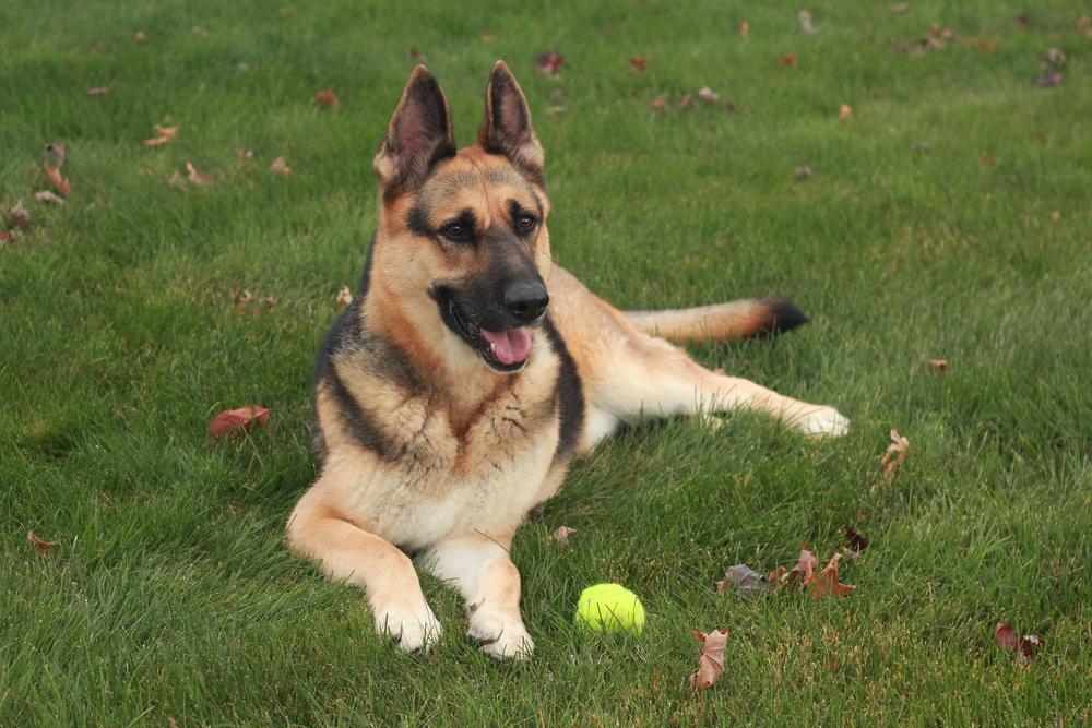 Zephyr, a Adoptable German Shepherd Dog in Rathdrum, ID image 4/6