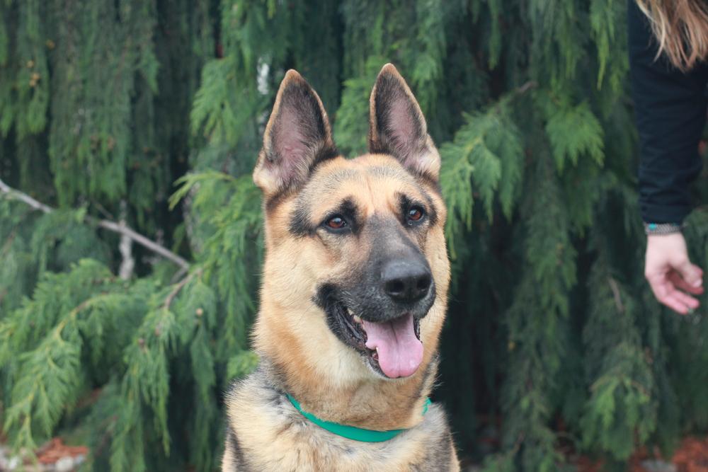 Zephyr, a Adoptable German Shepherd Dog in Rathdrum, ID image 5/6