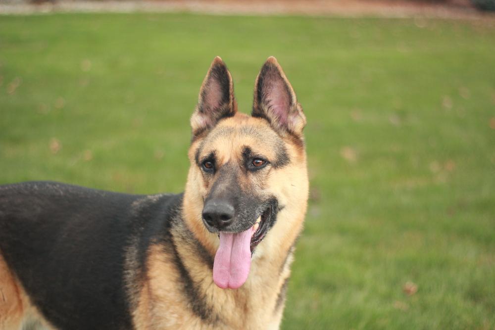 Zephyr, a Adoptable German Shepherd Dog in Rathdrum, ID image 6/6