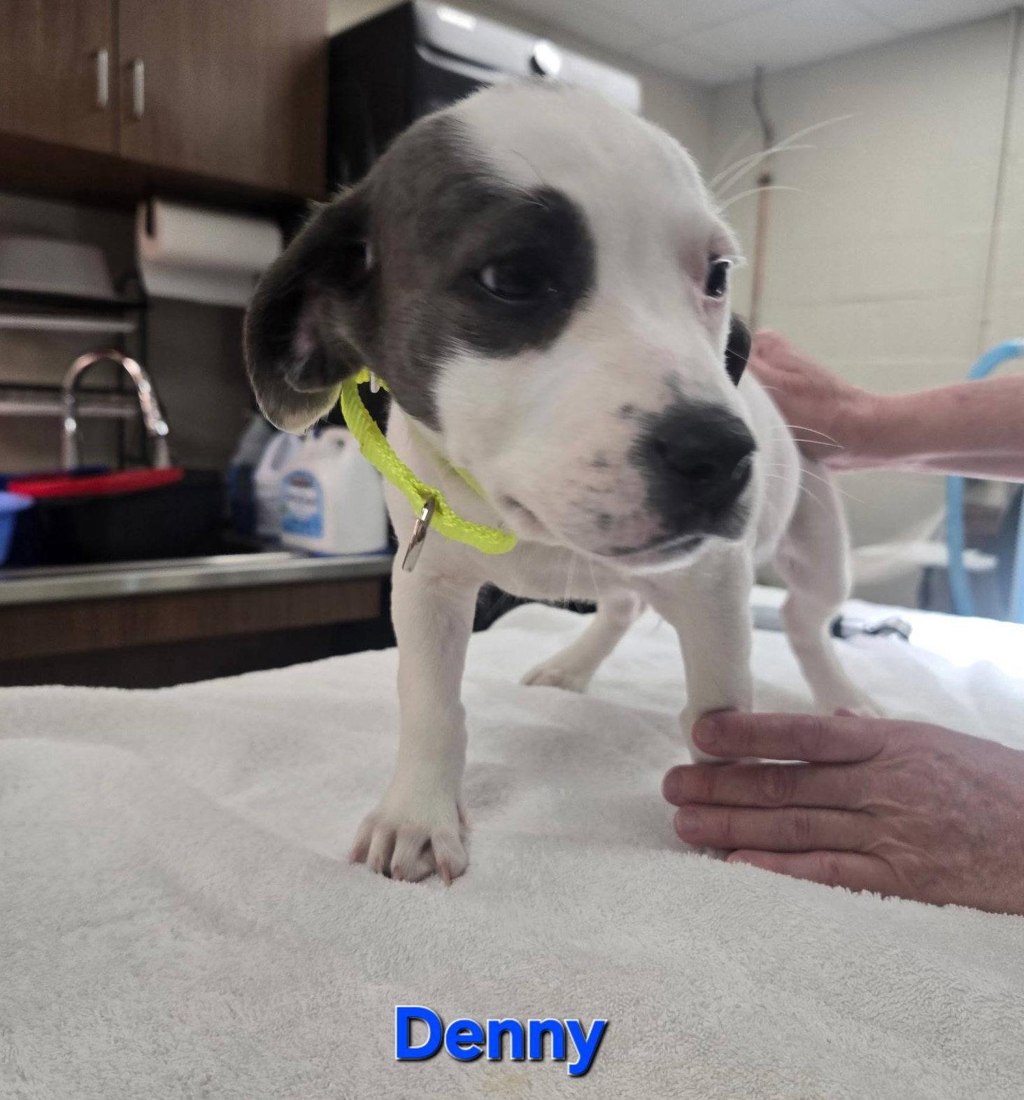 Denny, Adopted, Puppy Male Australian Cattle Dog / Blue Heeler.