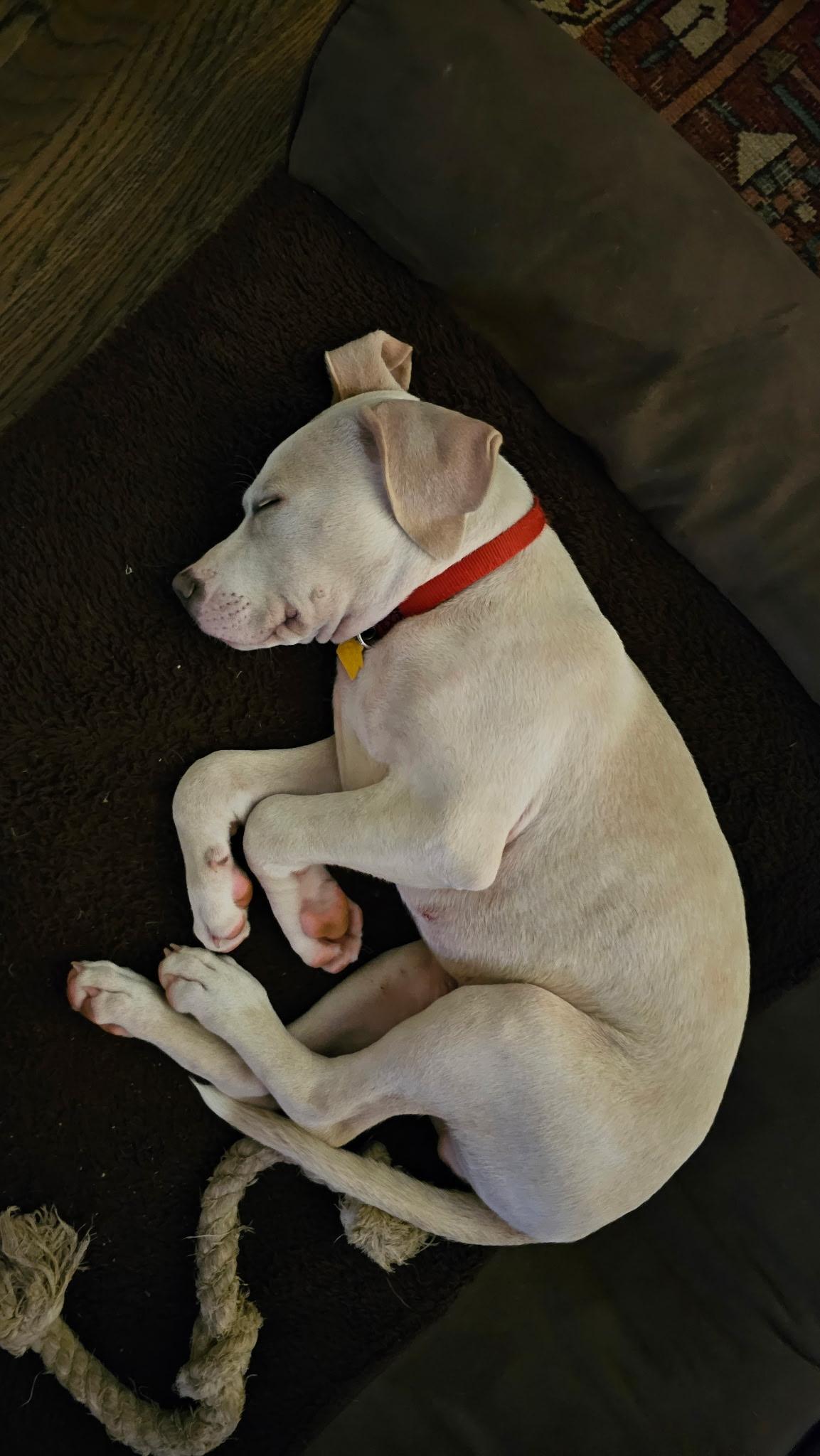 Enlarge Wrigley, an adopted mixed breed in Brattleboro , VT image 3/6