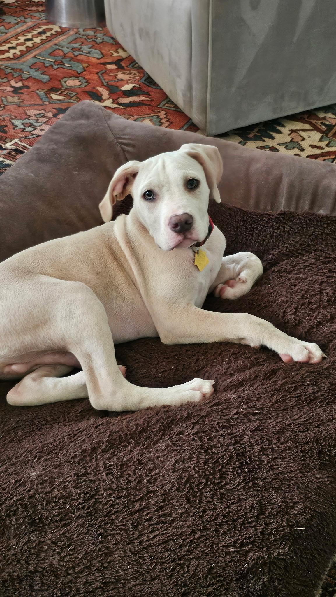 Wrigley, adopted, Puppy Male American Bulldog & Labrador Retriever.
