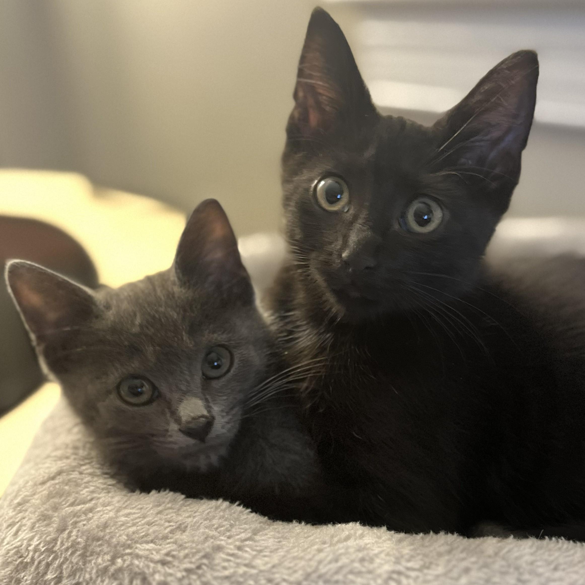Jade & Onyx, a Adoptable mixed breed in Hyattsville, MD image 2/6