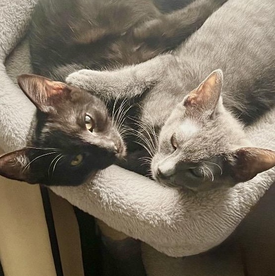 Jade & Onyx, a Adoptable mixed breed in Hyattsville, MD image 6/6