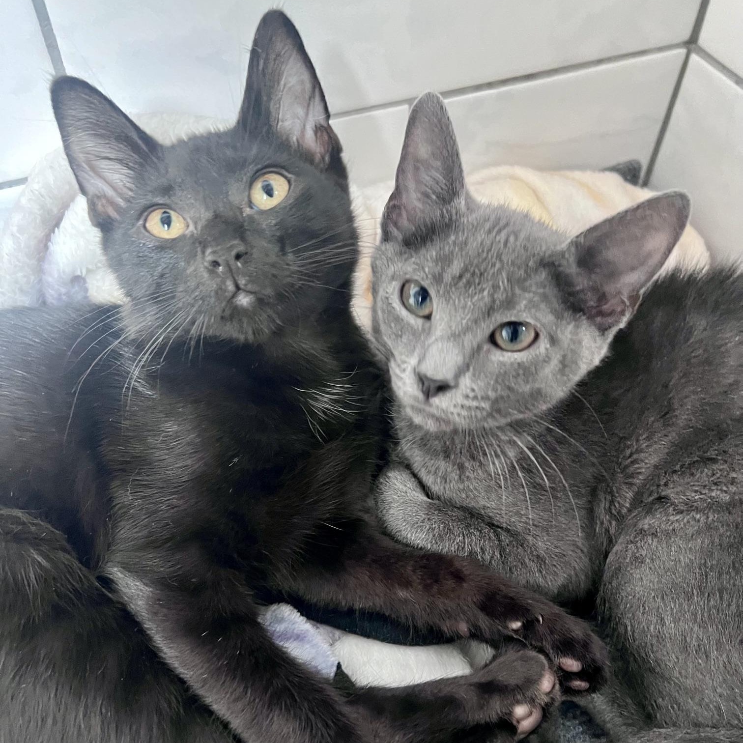 Jade & Onyx, a Adoptable mixed breed in Hyattsville, MD image 1/6