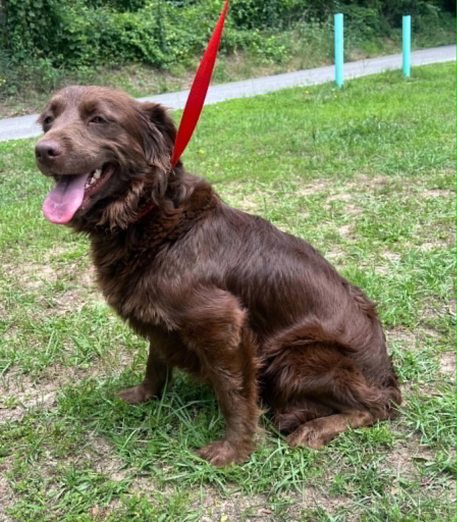 Belle 43502, Adoptable, Adult Female Retriever.