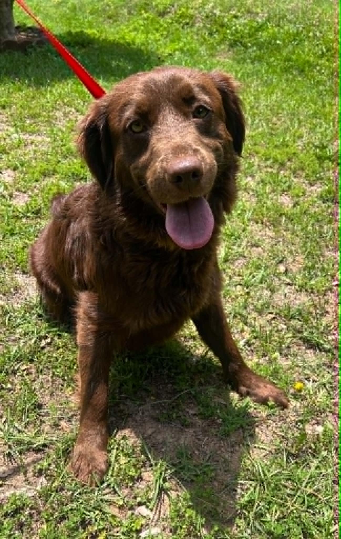 Belle 43502, a Adoptable Retriever in Prattville, AL image 2/3