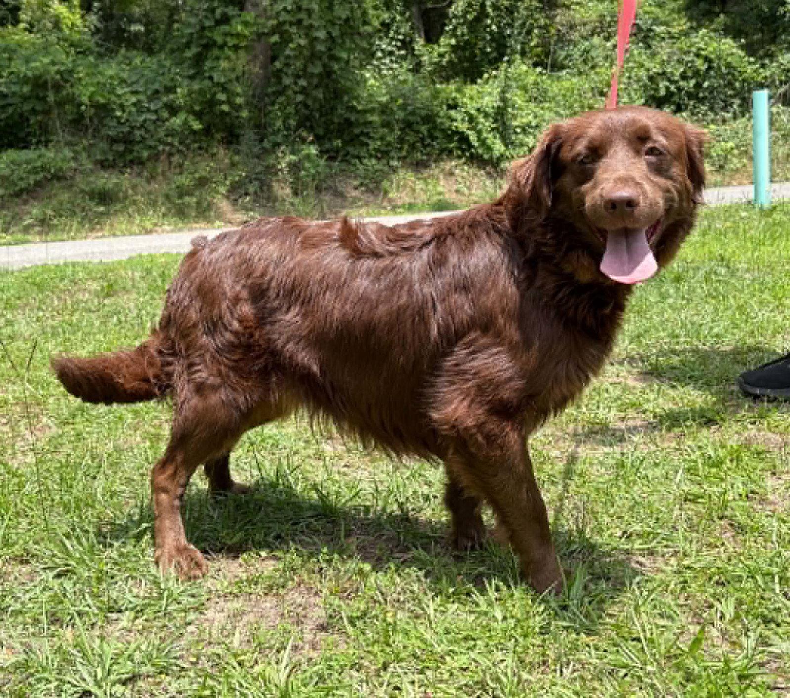 Belle 43502, a Adoptable Retriever in Prattville, AL image 3/3