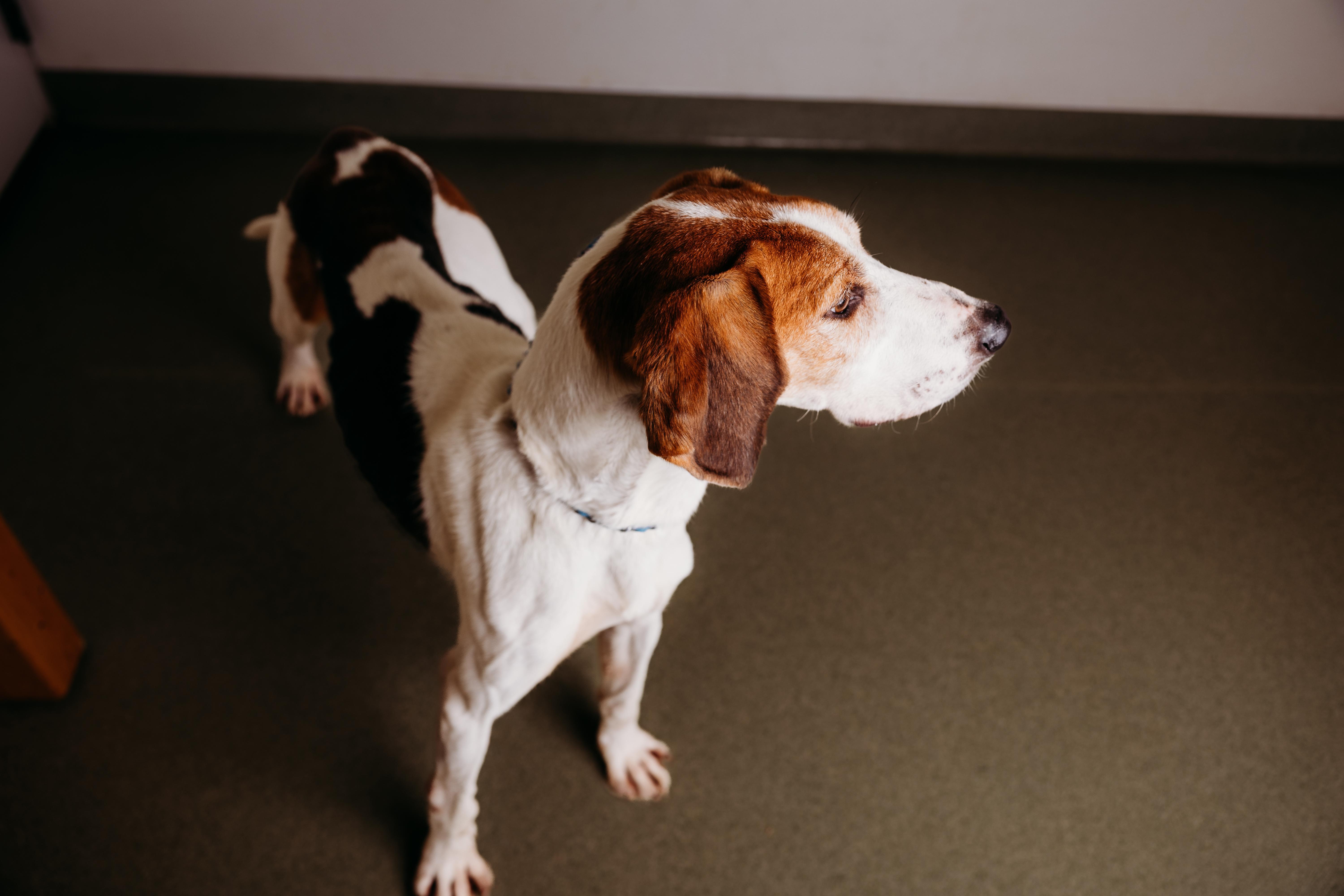 Enlarge Cowboy, a ADOPTABLE Treeing Walker Coonhound in Ionia, MI image 4/5