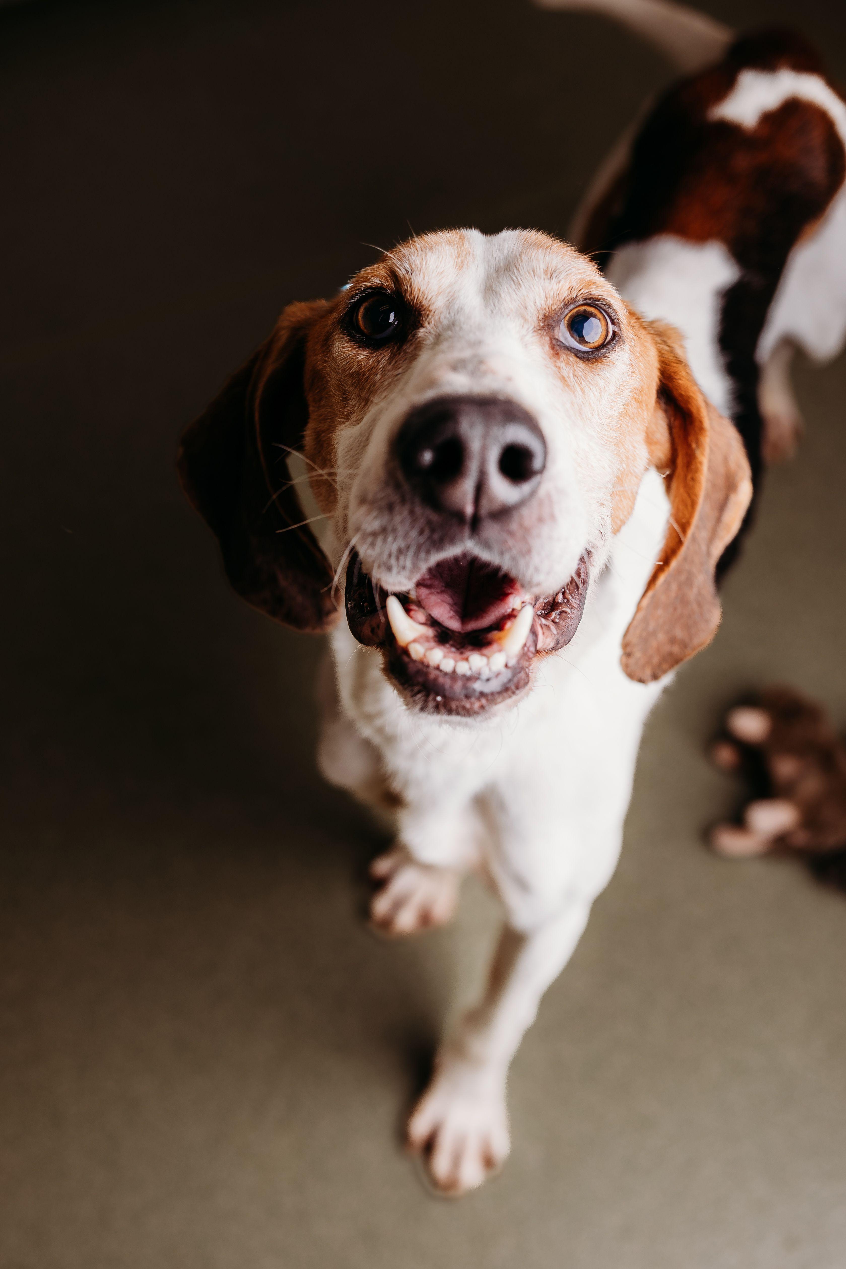 Enlarge Cowboy, a ADOPTABLE Treeing Walker Coonhound in Ionia, MI image 1/5