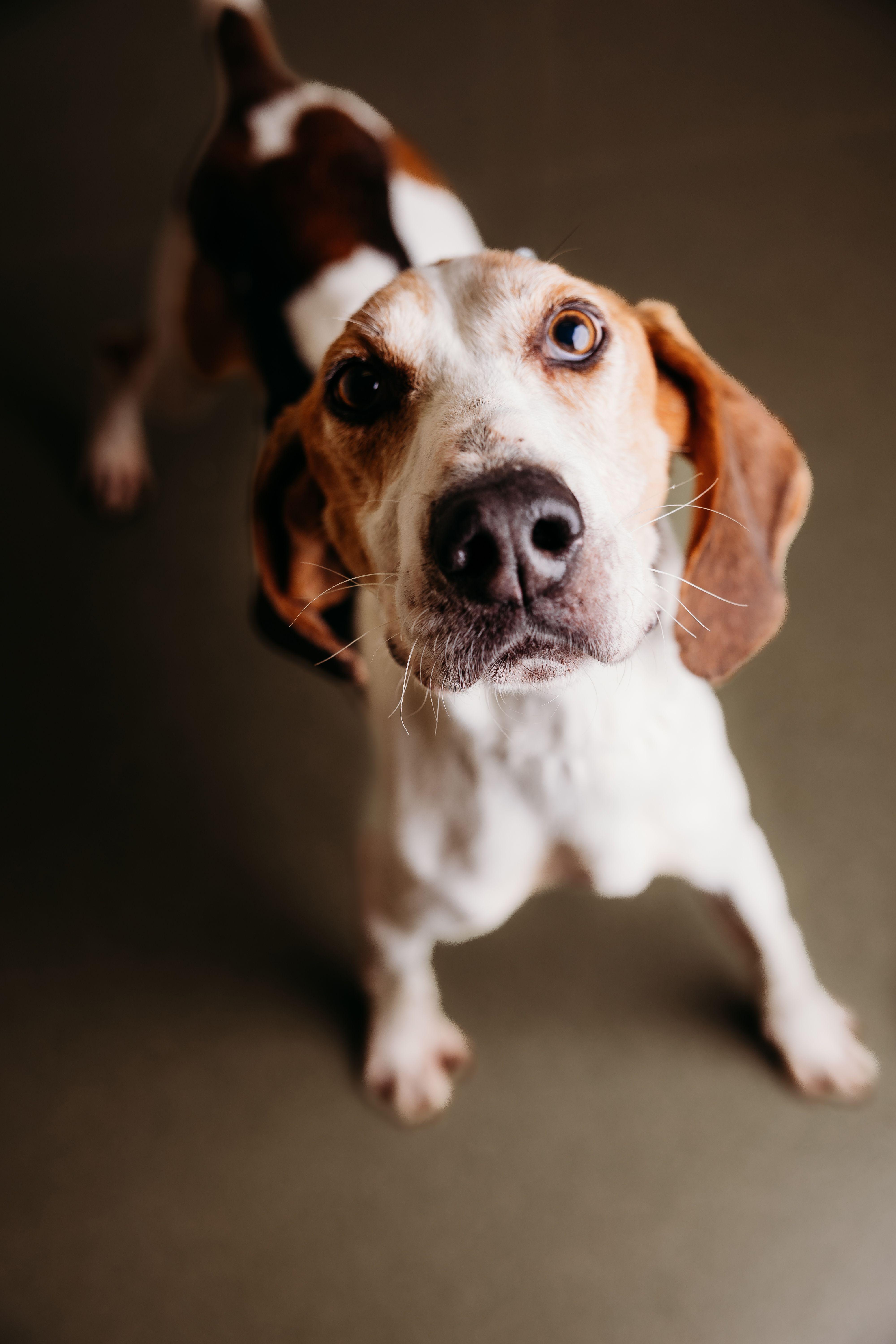 Enlarge Cowboy, a ADOPTABLE Treeing Walker Coonhound in Ionia, MI image 3/5