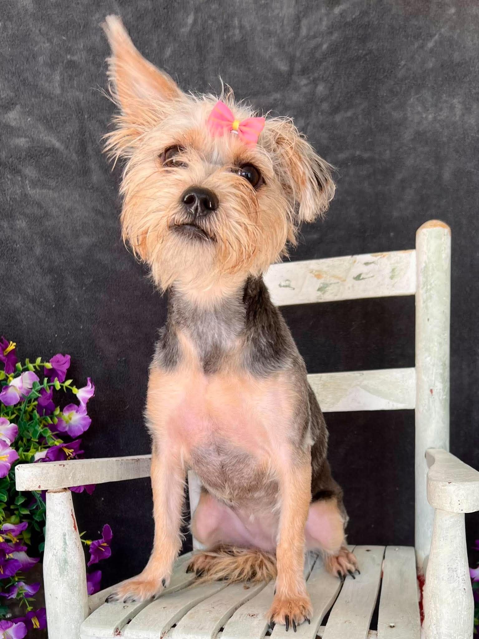 Little Debbie, Adoptable, Puppy Female Yorkshire Terrier & Shih Tzu.