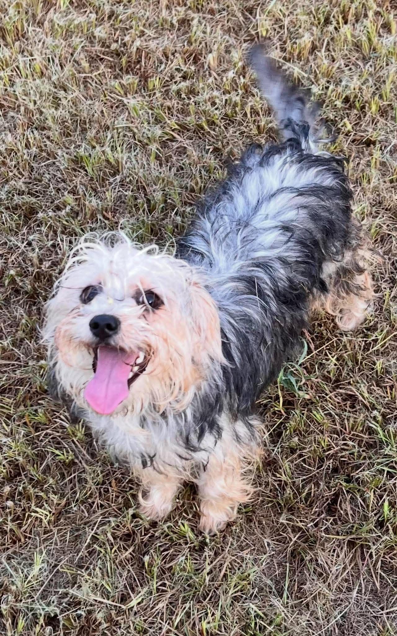 Enlarge Little Debbie, a Adoptable mixed breed in New Baltimore, MI image 2/2