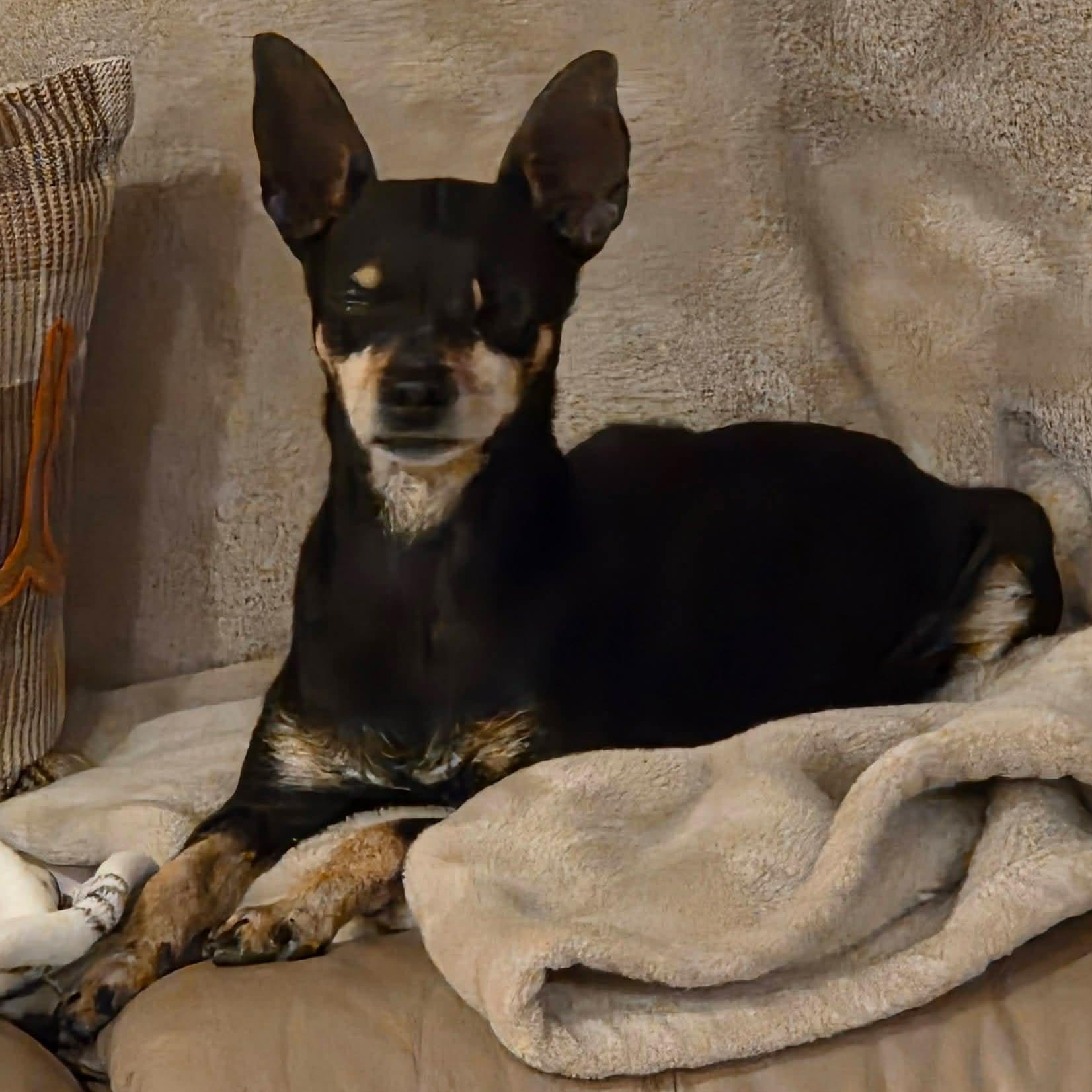 Enlarge JENNY , a ADOPTABLE mixed breed in Marana, AZ image 3/4