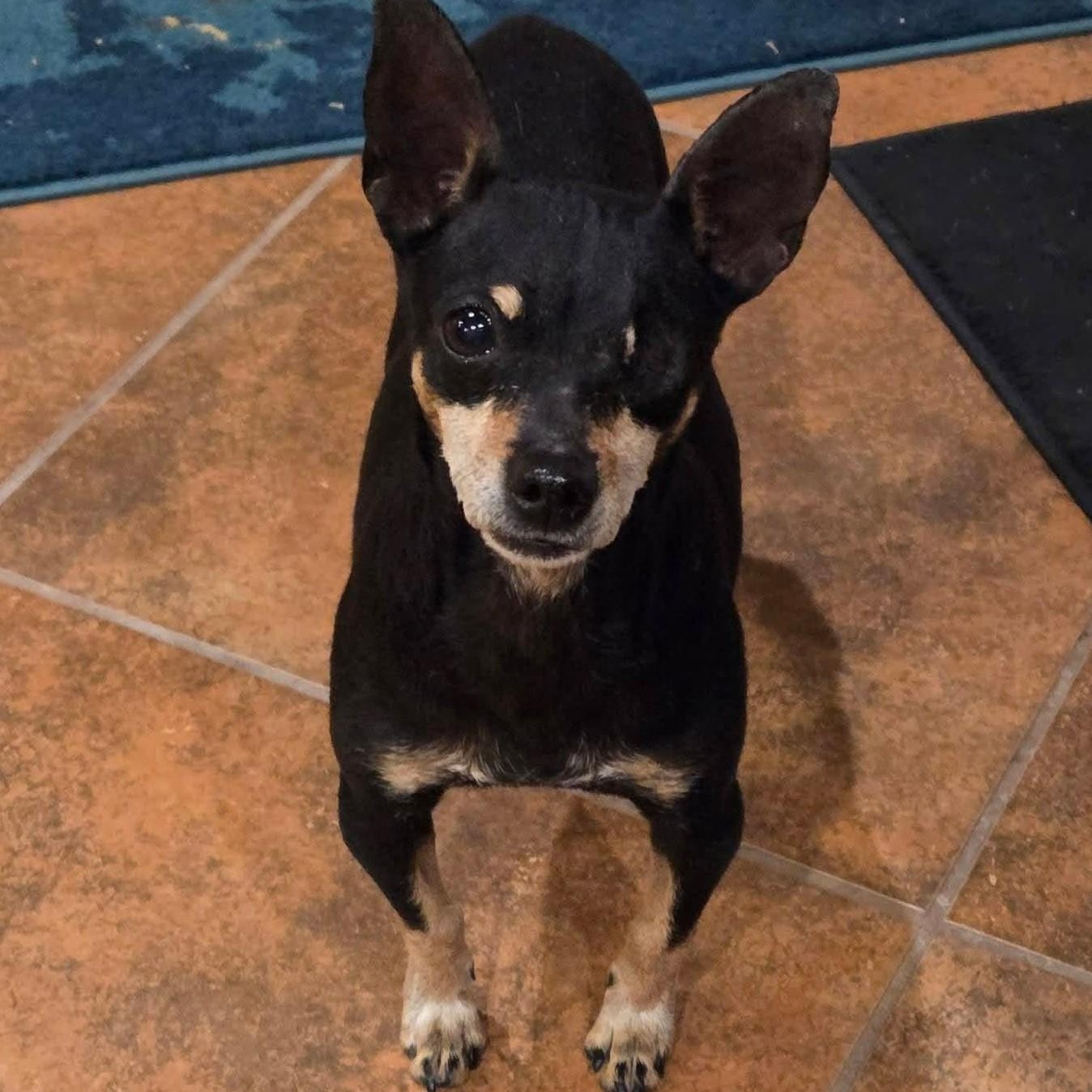 Enlarge JENNY , a ADOPTABLE mixed breed in Marana, AZ image 4/4