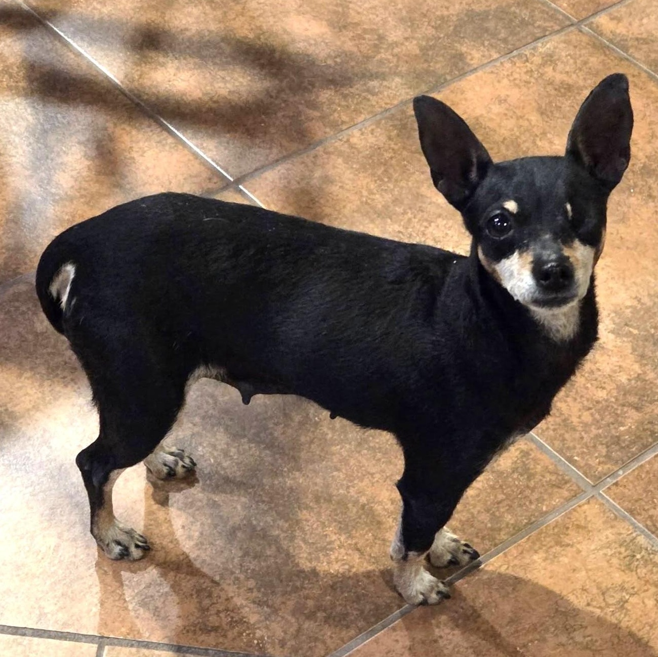 JENNY , ADOPTABLE, Adult Female Miniature Pinscher & Chihuahua.