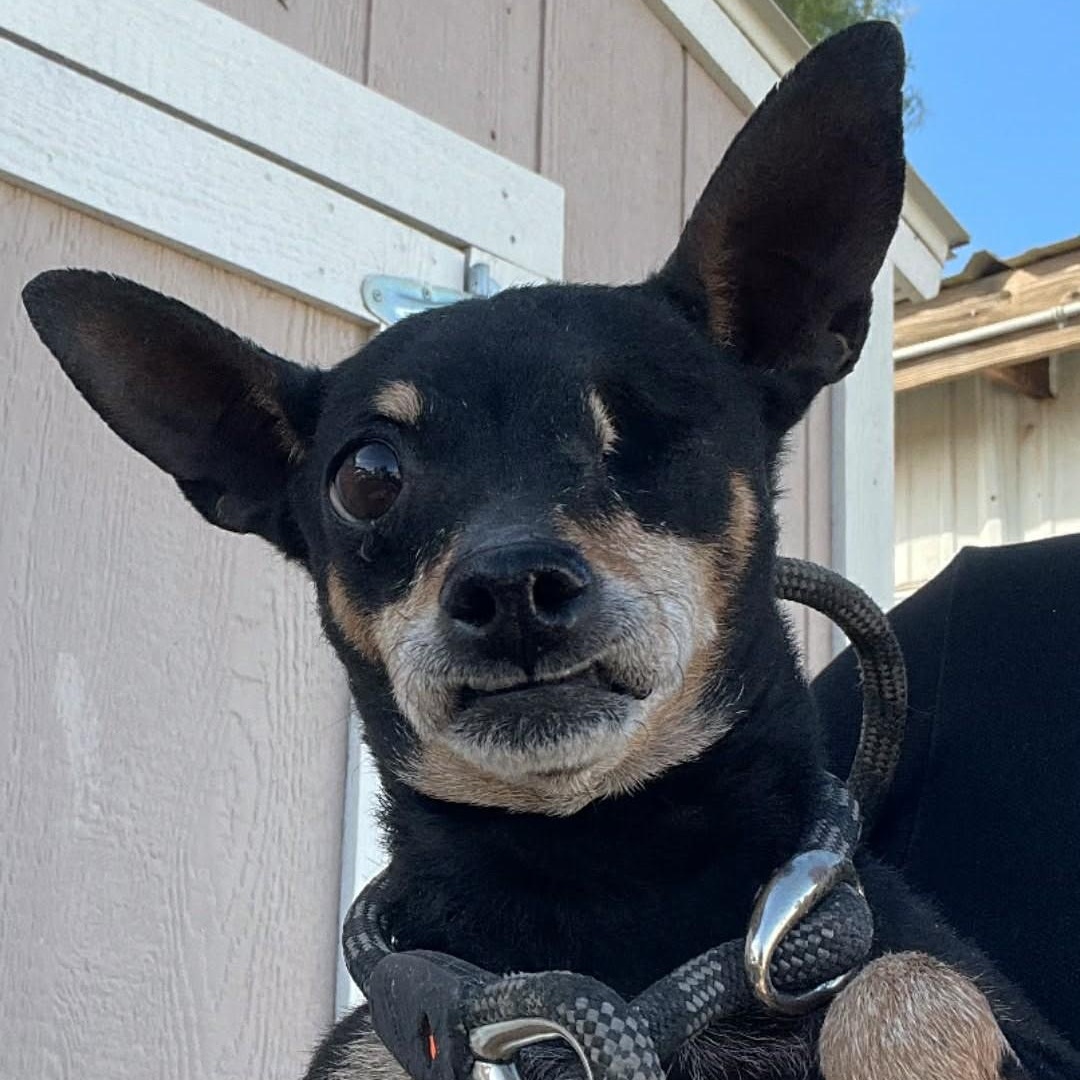 Enlarge JENNY , a ADOPTABLE mixed breed in Marana, AZ image 2/4