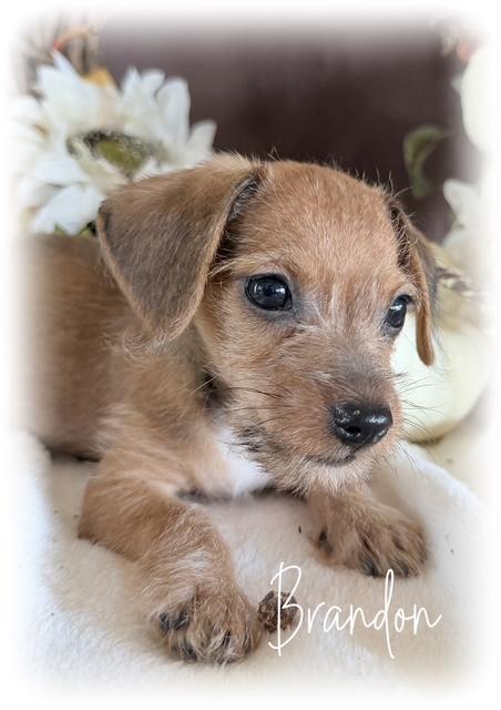 Enlarge Brandon, a Adopted mixed breed in Tulsa, OK image 3/4