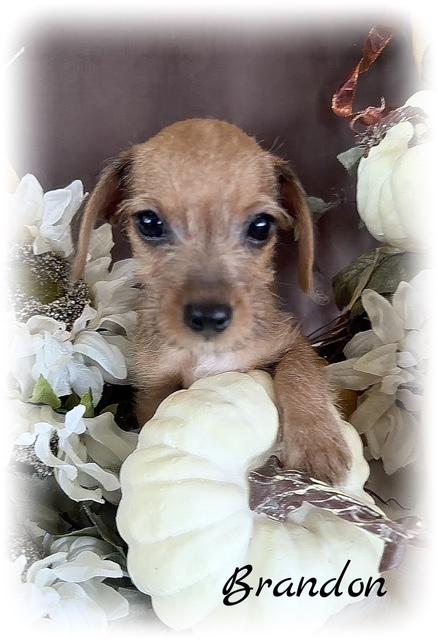 Brandon, Adopted, Puppy Male Chihuahua.