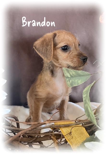 Enlarge Brandon, a Adopted mixed breed in Tulsa, OK image 2/4