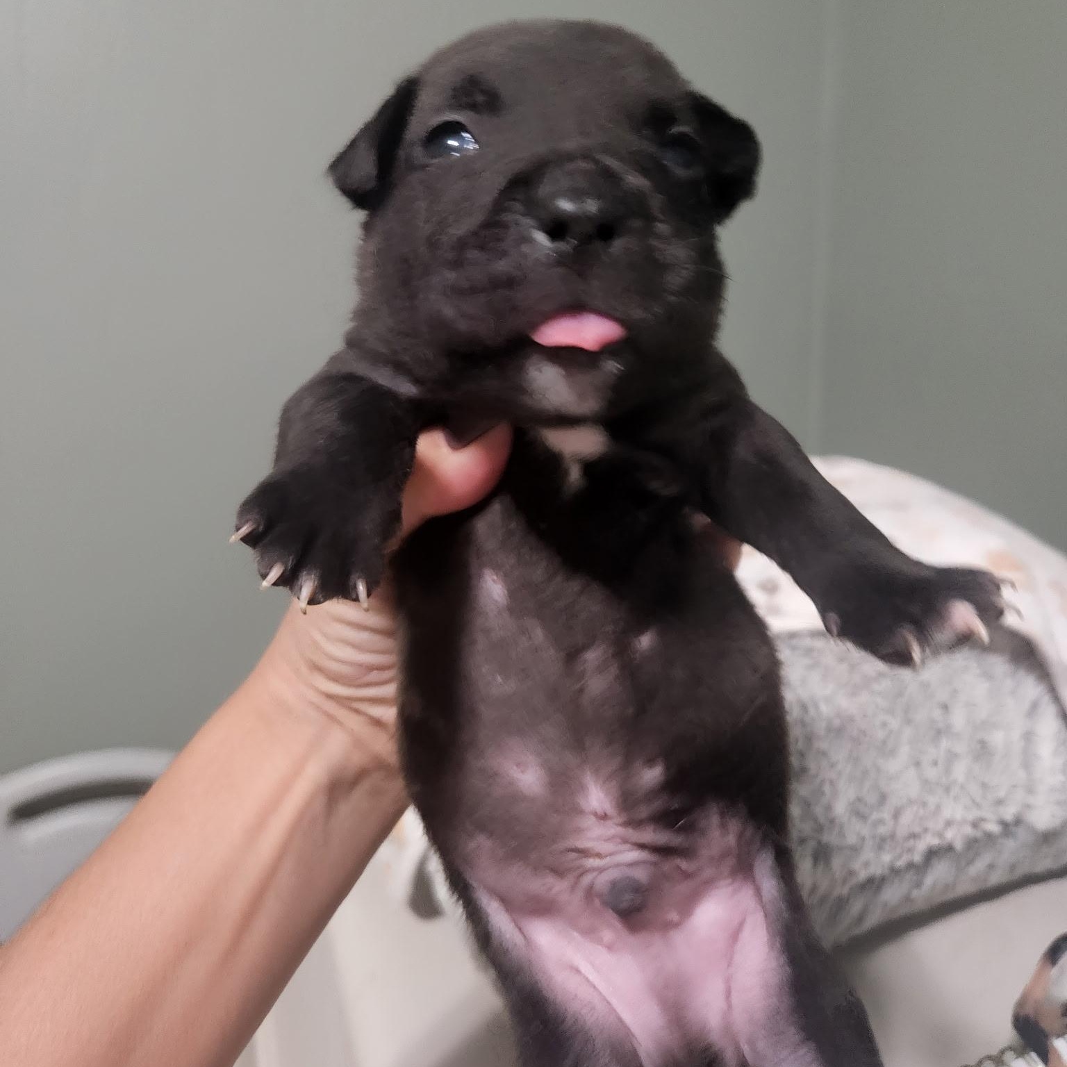 Enlarge Archibald, a Adoptable mixed breed in Brentwood, CA image 2/2