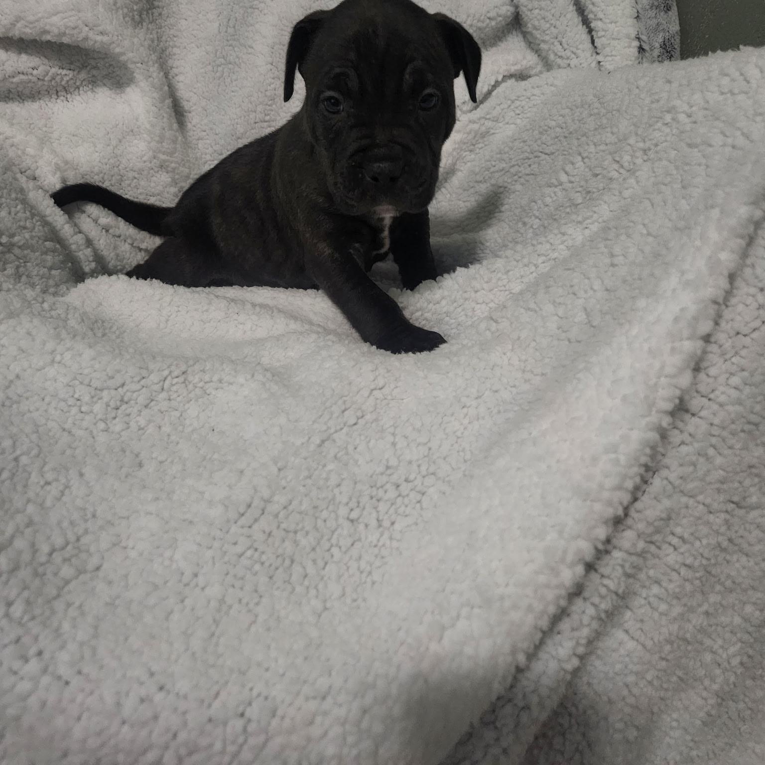 Archibald, Adoptable, Puppy Male Pit Bull Terrier.