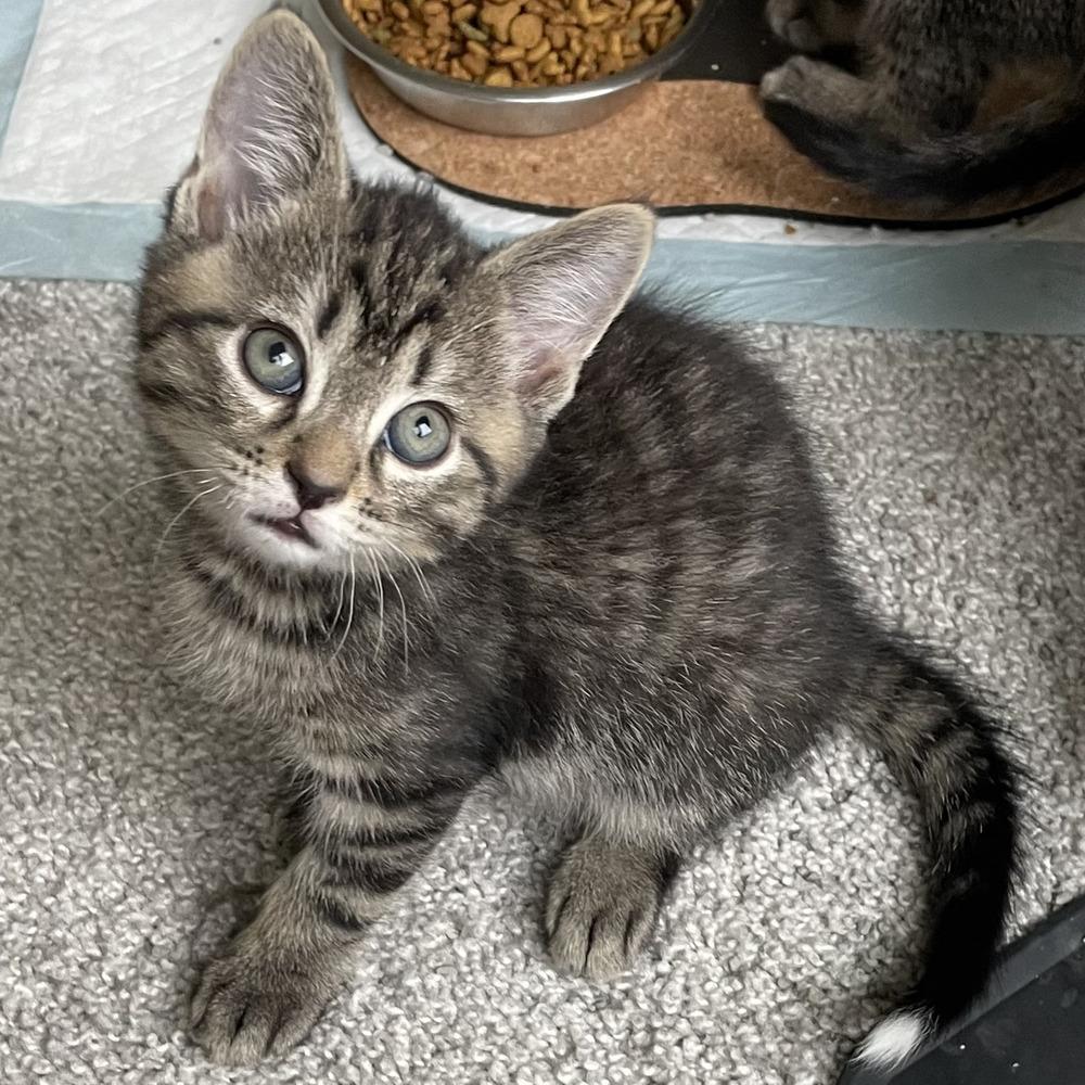 Enlarge Linus, a Adoptable mixed breed in Columbus, OH image 1/1