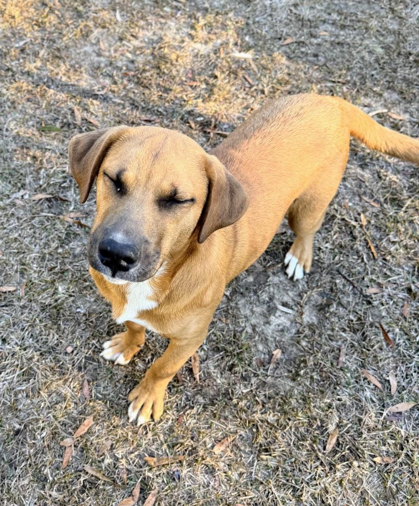 Enlarge THEO, a Adoptable mixed breed in Fosters, AL image 2/5