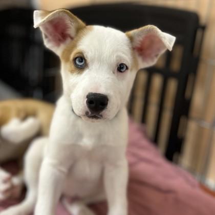 Enlarge Phil, a Adoptable mixed breed in East Montpelier, VT image 1/1